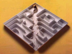 Mouse in a maze